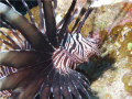   Lionfish hovering wreck off Nassau Bahamas. Sealife DC500 macro setting wexternal Flash diffuser. Bahamas w/external external diffuser  